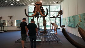 Mammutskelett in der Eiszeithalle