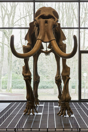 Mammutskelett in der Eiszeithalle