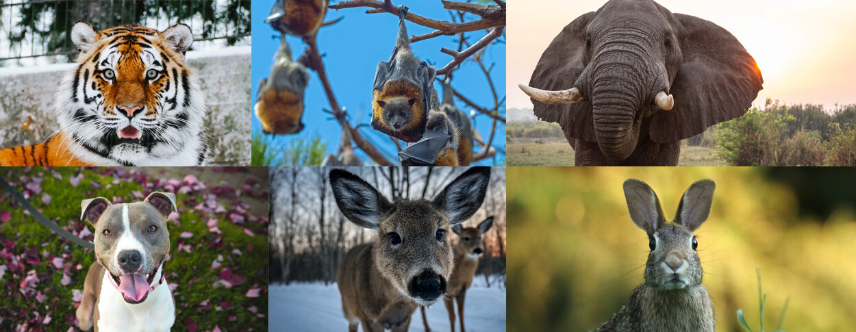 Collage verschiedener Tiere