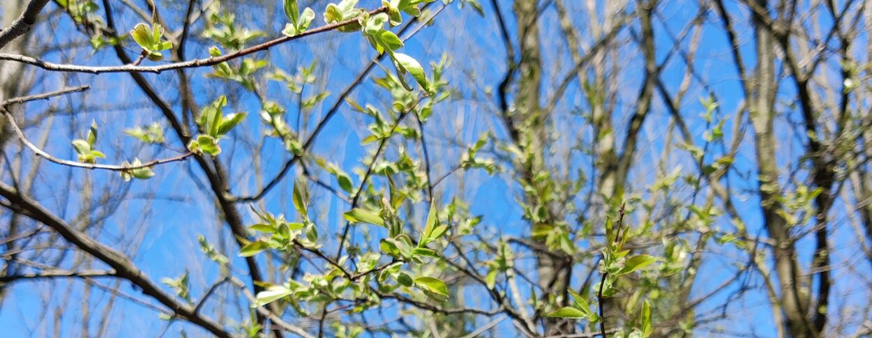 Junge Zweige im Frühling