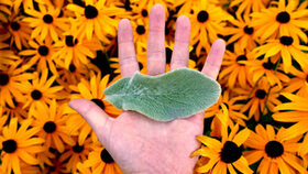Pflanzenblatt auf einer Hand